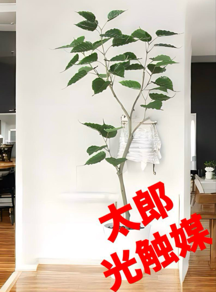 光触媒　人工観葉植物　ウォールグリーン　フェイクグリーン　インドボダイジュFST@@