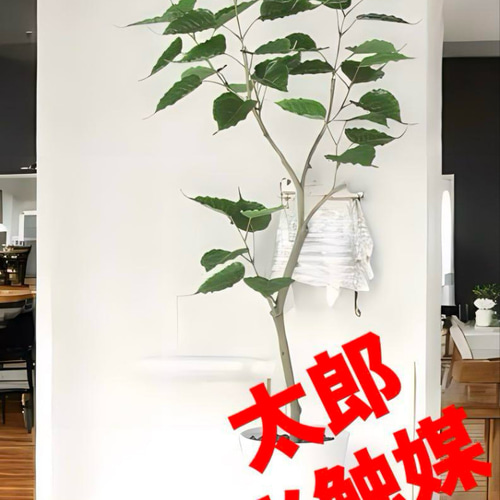 光触媒　人工観葉植物　ウォールグリーン　フェイクグリーン　インドボダイジュFST 光触媒 人工観葉植物 ウォールグリーン フェイクグリーン インド