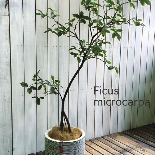 光触媒 人工観葉植物 ウォールグリーン フェイクグリーン