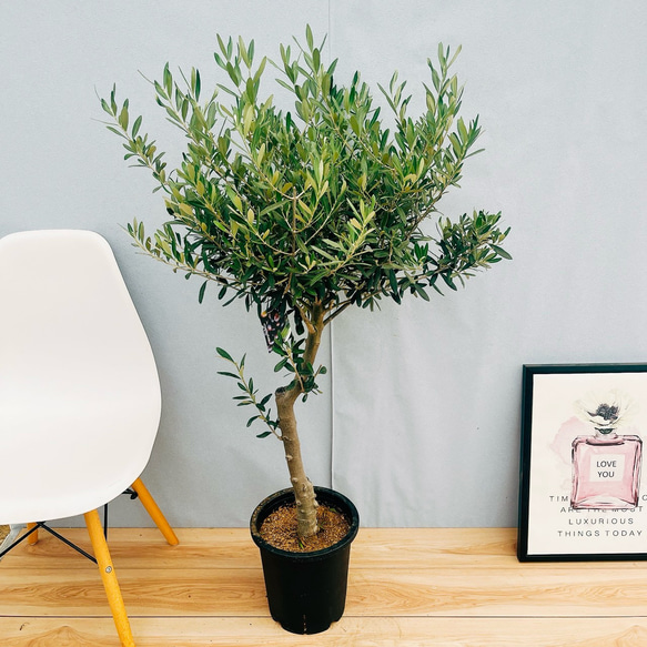 オリーブの木 チプレッシーノ SOUJU 8号鉢植え オリーブの木 チプレッシーノ SOUJU 8号鉢植え オリーブ シプレッシーノ