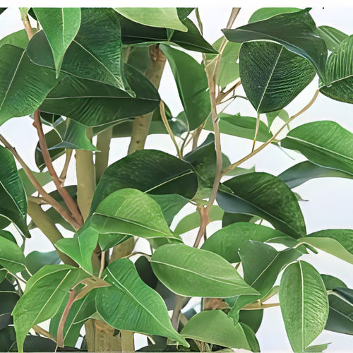 光触媒　人工観葉植物　ウォール　フェイクグリーン　ベンジャミンワイド200FST 光触媒 人工観葉植物 ウォールグリーン フェイクグリーン ベンジャミン