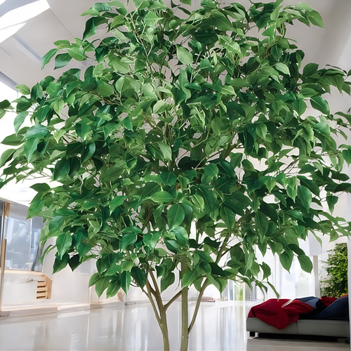 光触媒　人工観葉植物　ウォール　フェイクグリーン　ベンジャミンワイド200FST 光触媒 人工観葉植物 ウォールグリーン フェイクグリーン ベンジャミン