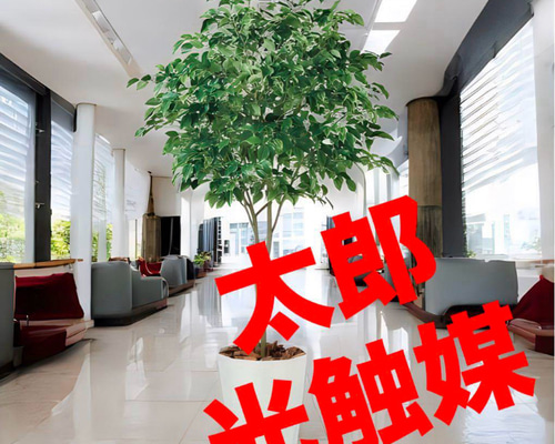 光触媒　人工観葉植物　ウォール　フェイクグリーン　ベンジャミンワイド200FST 光触媒 人工観葉植物 ウォールグリーン フェイクグリーン ベンジャミン