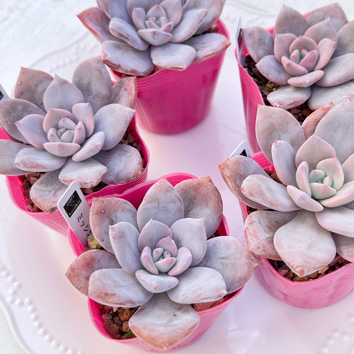 多肉植物 ミッシングユー 韓国苗 多肉植物 pariʚ❤︎ɞtaniku