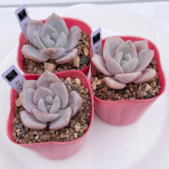 多肉植物 ミッシングユー 韓国苗 多肉植物 pariʚ