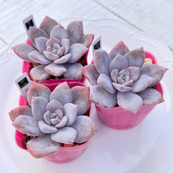 2025 New✨多肉植物 ソングフォーユー 韓国苗 多肉植物 pariʚ