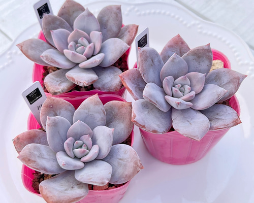 多肉植物 ミッシングユー 韓国苗 多肉植物 pariʚ❤︎ɞtaniku