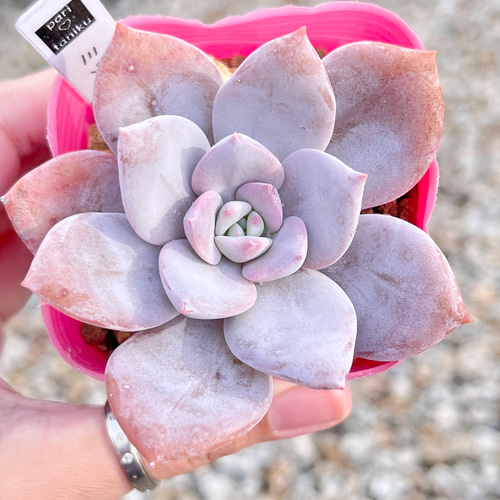 多肉植物 ミッシングユー 韓国苗 多肉植物 pariʚ❤︎ɞtaniku