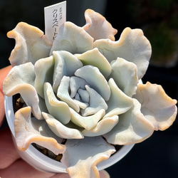 人気レア品種！☆リンゼアナ×そわそわ 多肉植物 自家栽培 国産 多肉