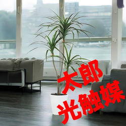 光触媒　人工観葉植物　ウォールグリーン　アーバンシーグレープ1.35 光触媒 人工観葉植物 ウォールグリーン アーバンシーグレープ