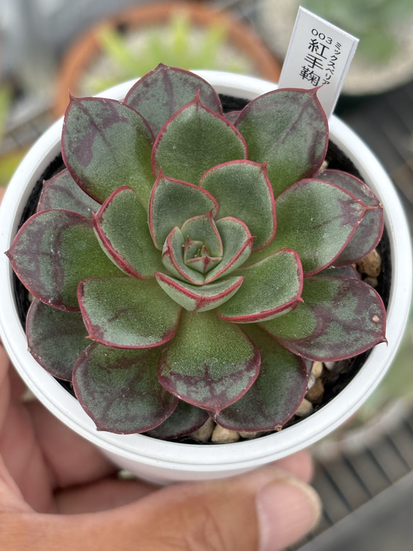 数時間限定☆札付き☆希少 おらいさん苗 くまどり ミックスベリア 2025