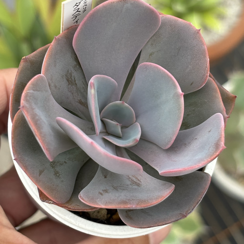 人気品種！☆ダスティーローズ 多肉植物 自家繁殖 国産 多肉植物 美