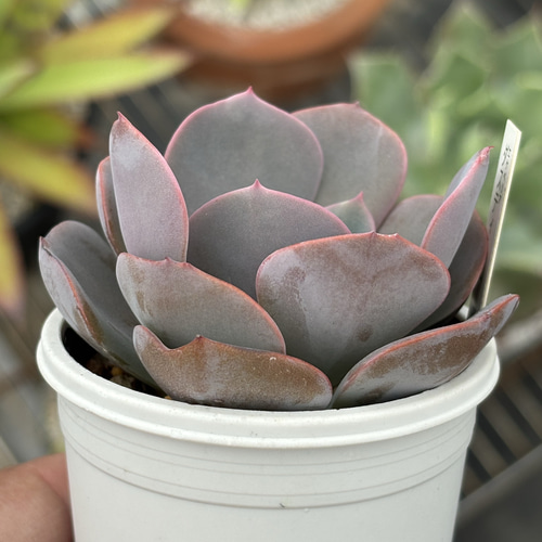 グレーとピンクの多肉植物*6 ダスティーローズパープルピンクの深い色「我が家の多肉植物たち 2025