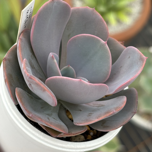 人気品種！☆ダスティーローズ 多肉植物 自家繁殖 国産 多肉植物 美