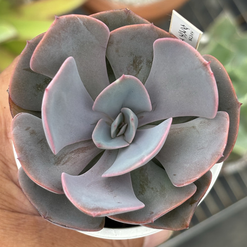 人気品種！☆ダスティーローズ 多肉植物 自家繁殖 国産 多肉植物 美