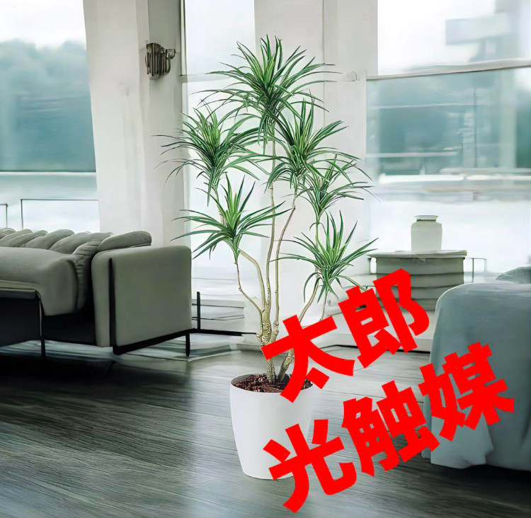 光触媒　人工観葉植物　ウォールグリーン　フェイクグリーン　コンシナトリコロル14