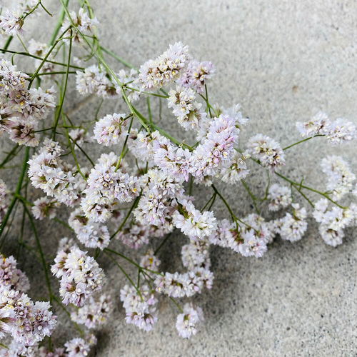 ドライフラワー 】スターチス HB シネンシス 八重咲 ソフトピンク 雲竜