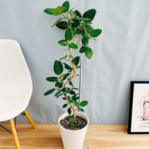 フィカスインテリア ベンガレンシス ゴムの木 現品］33番 フィカス