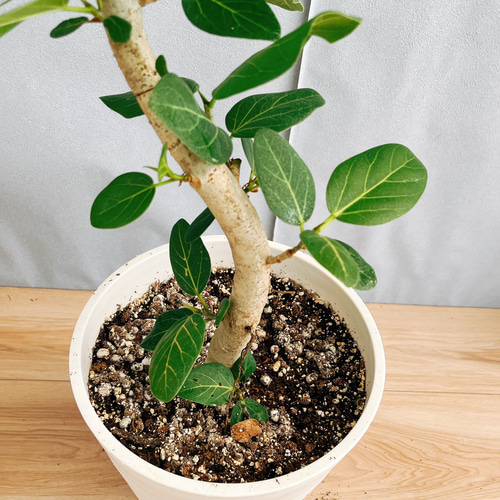現品］99番 フィカス ベンガレンシス 曲がり 8号 観葉植物 育て