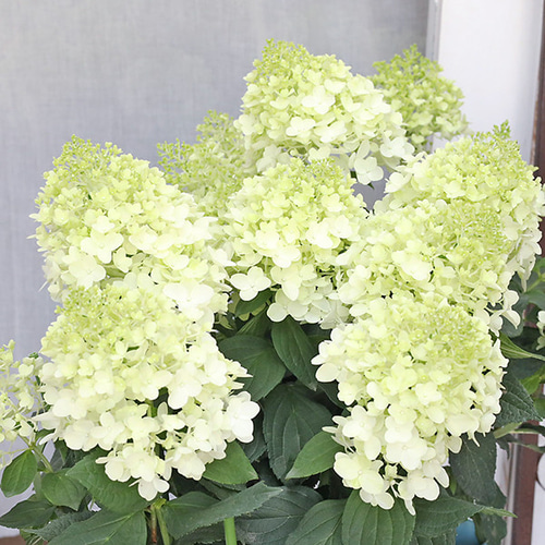 フレッシュ‼︎ 秋色紫陽花・ピラミッド・ミナヅキ  ドライフラワー