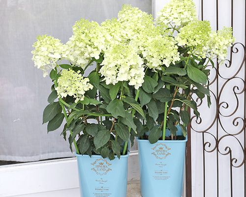 フレッシュ‼︎ 秋色紫陽花・ピラミッド・ミナヅキ ピラミッド紫陽花「ミナヅキホイップフレッシュ」