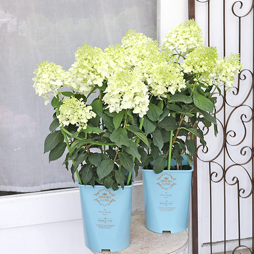 ノリウツギ　ミナヅキ　ピラミッド紫陽花　秋色紫陽花　ドライフラワー　大　北海道産 ノリウツギ ミナヅキ ピラミッド紫陽花 秋色紫陽花 ドライフラワー 大