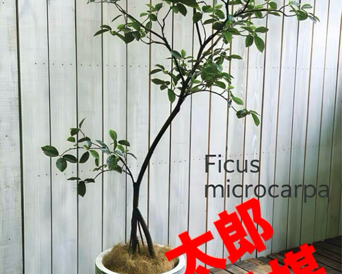 光触媒 人工観葉植物 ウォールグリーン フェイクグリーン ガジュマル