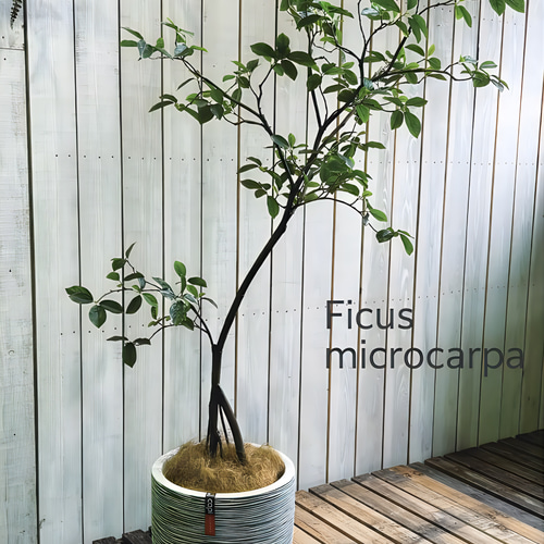 光触媒　人工観葉植物　ウォールグリーン　フェイクグリーン　ガジュマル180FST フラワー・ガーデニング