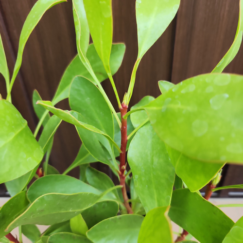 キングプロテア シナロイデス 鉢植え 苗 ワイルドフラワー