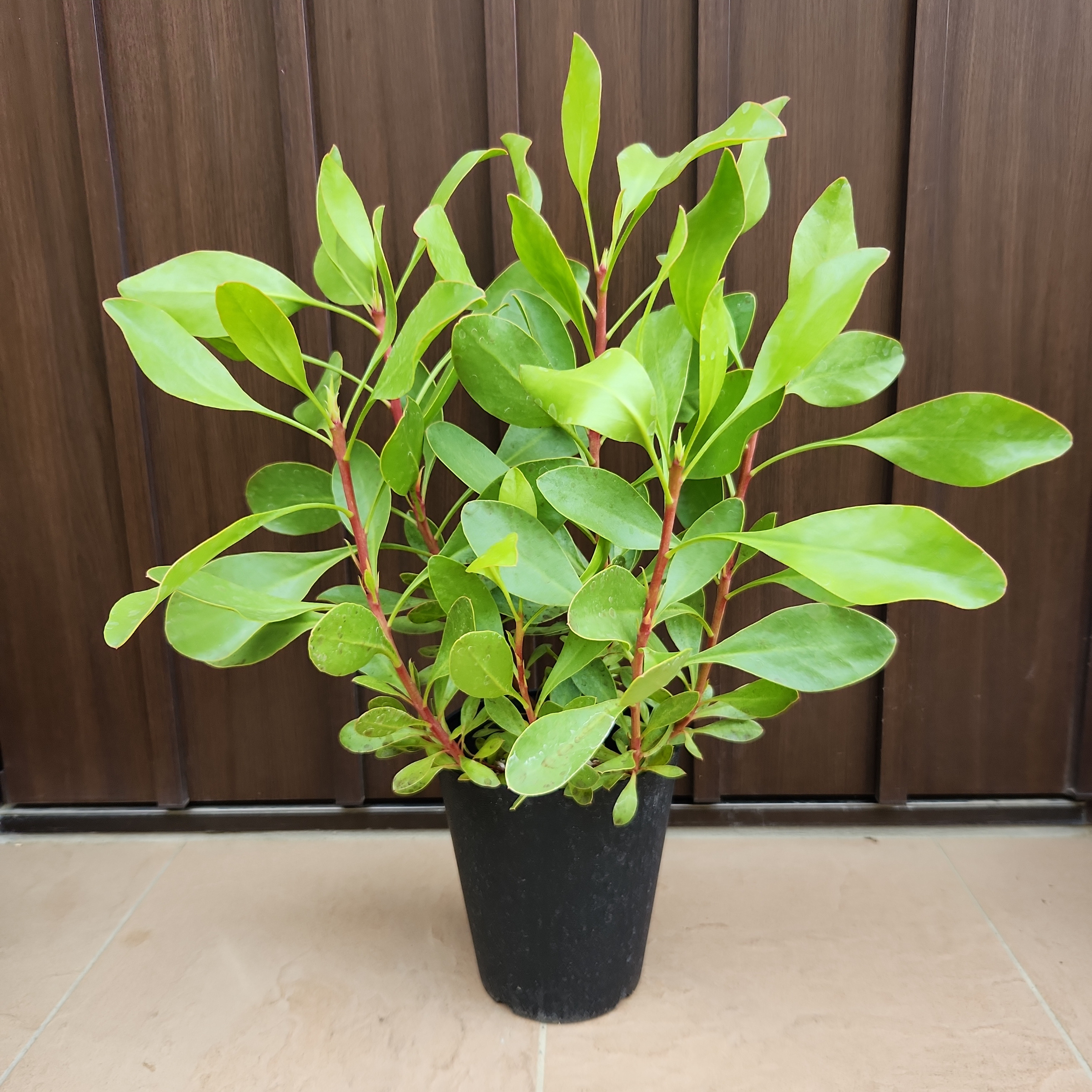 キングプロテア シナロイデス 鉢植え 苗 ワイルドフラワー