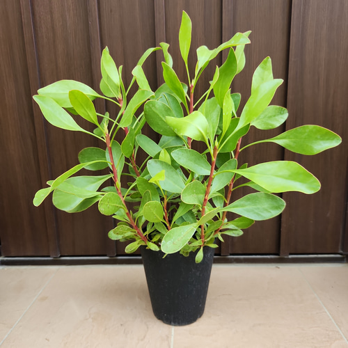 キングプロテア　①シナロイデス　オージープランツ　観葉植物 Protea cynaroides 'Little Prince' プロテア・シナロイデス
