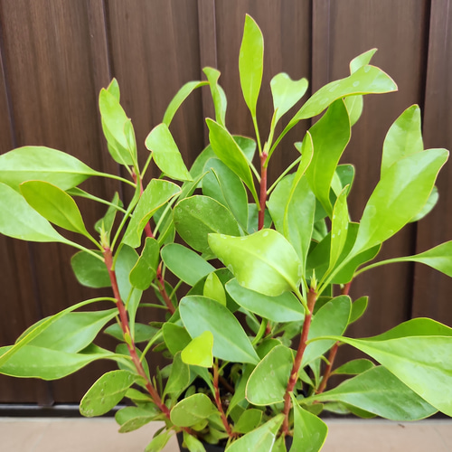キングプロテア　シナロイデス　鉢植え　苗　ワイルドフラワー　ドライガーデン キングプロテア シナロイデス 鉢植え 苗 ワイルドフラワー