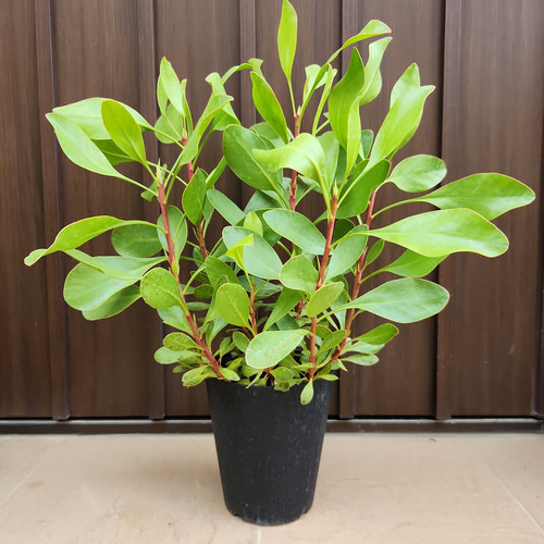 キングプロテア　シナロイデス　鉢植え　苗　ワイルドフラワー　ドライガーデン キングプロテア シナロイデス 鉢植え 苗 ワイルドフラワー