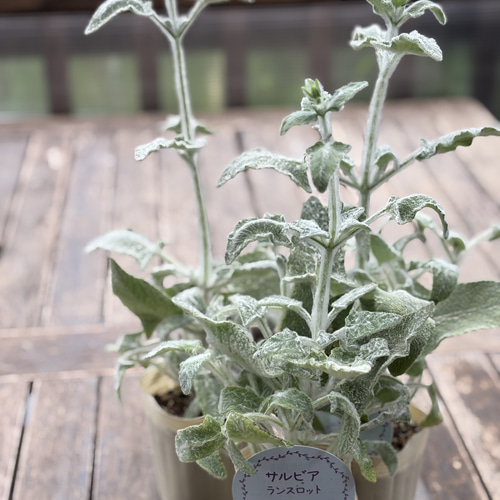 サルビア「ランスロット」シルバーリーフにパープルの花が美しい。庭の