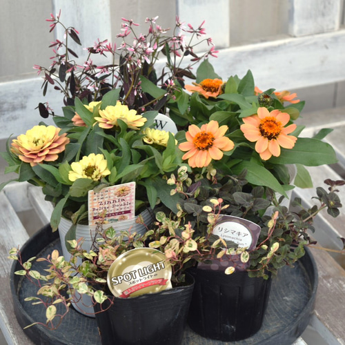 No.532 ❁オレンジライト❁ 抜き苗 多肉植物 寄せ植え No.532 ❁オレンジ