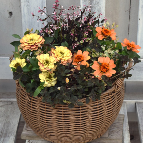 2種のジニアで彩る」オレンジ×シック寄せ植え※寄せ植え完成品 花苗 苗