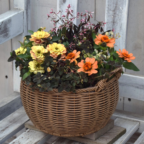 2種のジニアで彩る」オレンジ×シック寄せ植え※寄せ植え完成品 花苗 苗