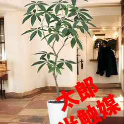 光触媒　人工観葉植物　ウォールグリーン　フェイクグリーン　モンステラ特大84 光触媒 人工観葉植物 ウォールグリーン 造花 インテリア o