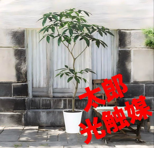 光触媒　人工観葉植物　ウォールグリーン　フェイクグリーン　パキラ150FST 光触媒 人工観葉植物 ウォールグリーン フェイクグリーン パキラ150FST