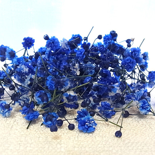 花材 ドライフラワー かすみ草 ロイヤルブルー チャーム フィンヌ 通販