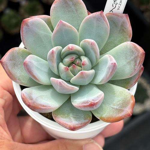 多肉植物 レア品種！【現品】 ☆ももりん 多肉植物 自家繁殖 国産 多肉植物 美