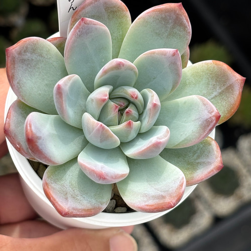 レア品種！【現品】 ☆ももりん 多肉植物 自家繁殖 国産 多肉植物 美