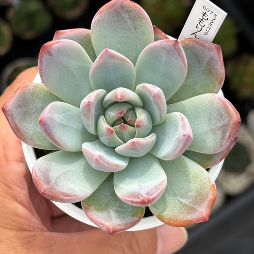 レア品種！【現品】 ☆ももりん 多肉植物 自家繁殖 国産 多肉植物 美