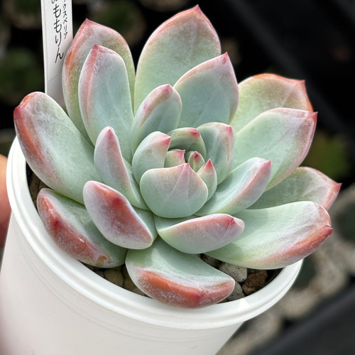 多肉植物  レア品種 Let's Be レア品種！【現品】 ☆ももりん 多肉植物 自家繁殖 国産 多肉植物 美