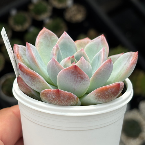 レア品種！【現品】 ☆ももりん 多肉植物 自家繁殖 国産 多肉植物 美