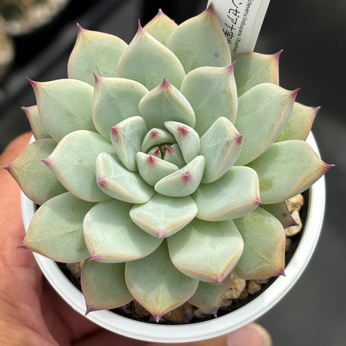 人気原種！【現品】☆リンゼアナ実生（子株付き）多肉植物 ケーレス