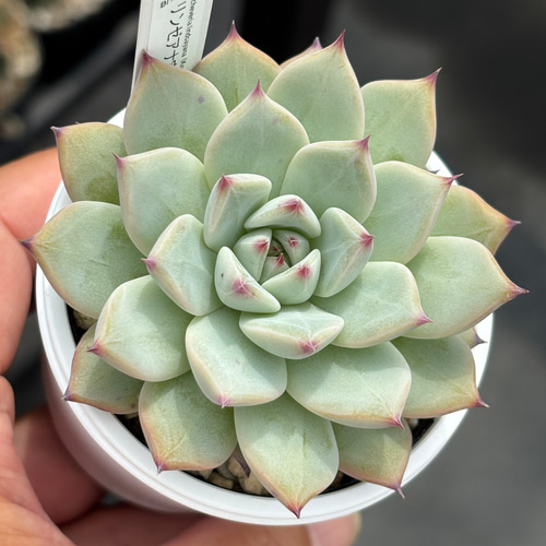 人気原種！【現品】☆リンゼアナ実生（子株付き）多肉植物 ケーレス