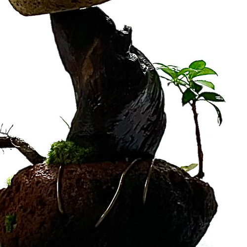 苔盆景 苔盆栽 風渡る天空の庭 - 桜島溶岩石と山野草の苔アート 盆栽