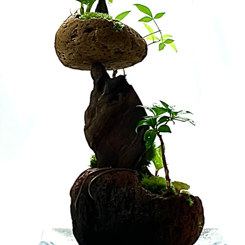苔盆景 苔盆栽 風渡る天空の庭 - 桜島溶岩石と山野草の苔アート 盆栽