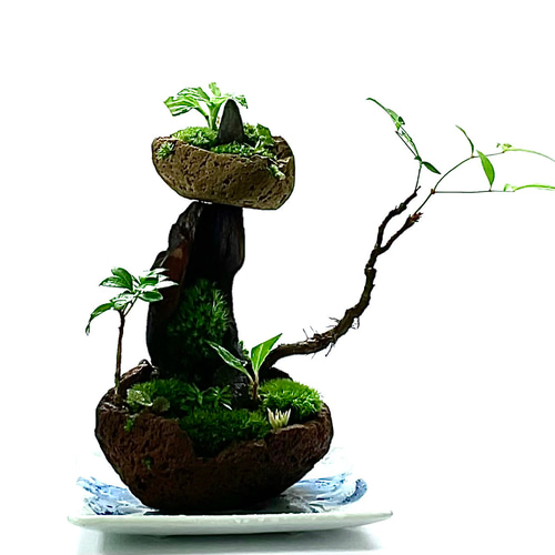 苔盆景 苔盆栽 風渡る天空の庭 - 桜島溶岩石と山野草の苔アート 盆栽